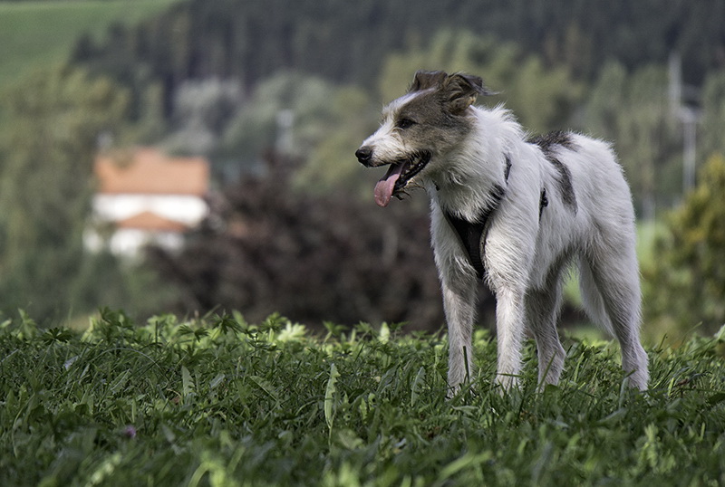 Allgäu 09 - 2014 - 20140920_0150 Kopie.jpg - Felix war ganz Happy auf seinen Almwiesen unterhalb der Bergbahn